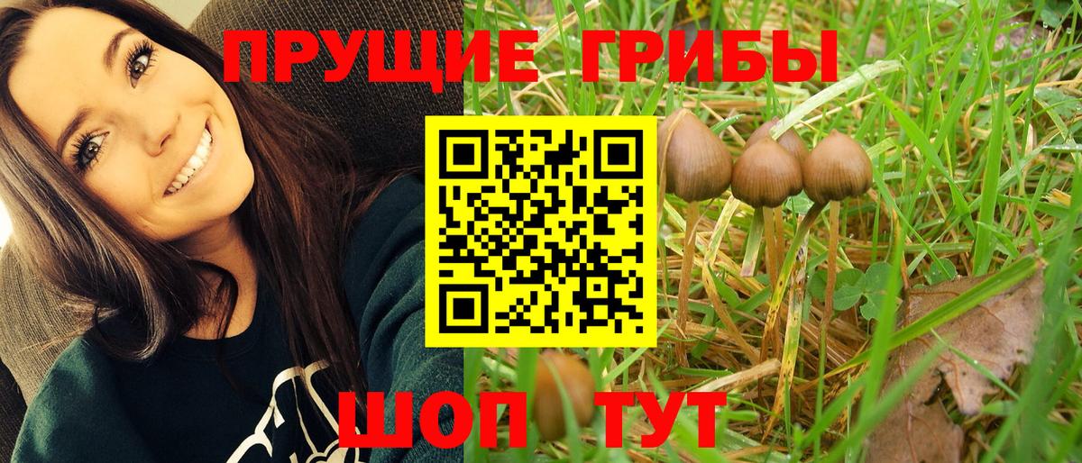 Псилоцибиновые грибы Psilocybine cubensis Менделеевск